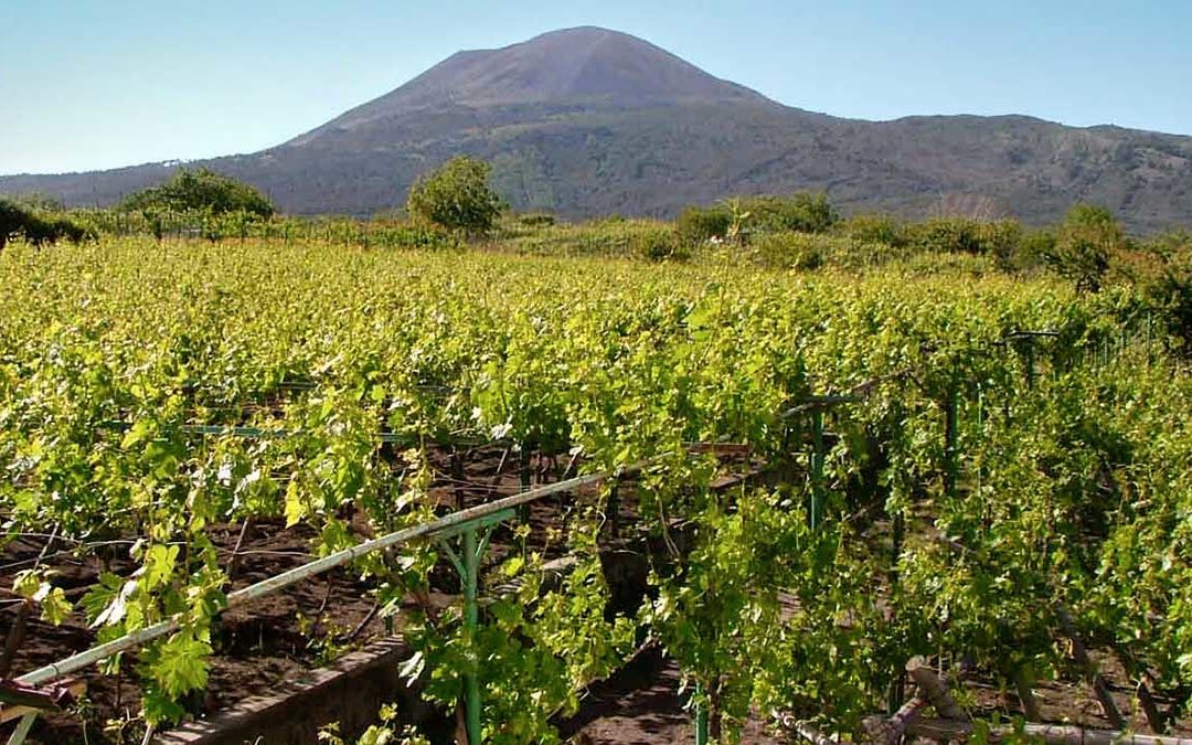 I Vini Campani, il Fiano, l’Aglianico