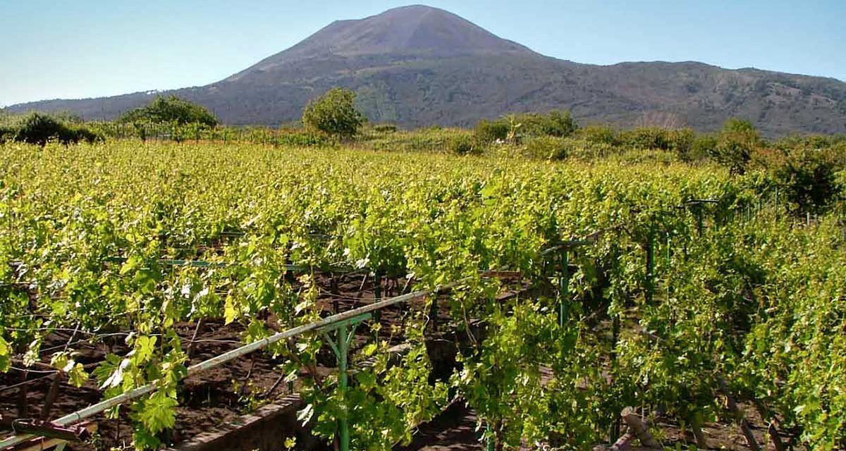 I Vini Campani, il Fiano, l’Aglianico