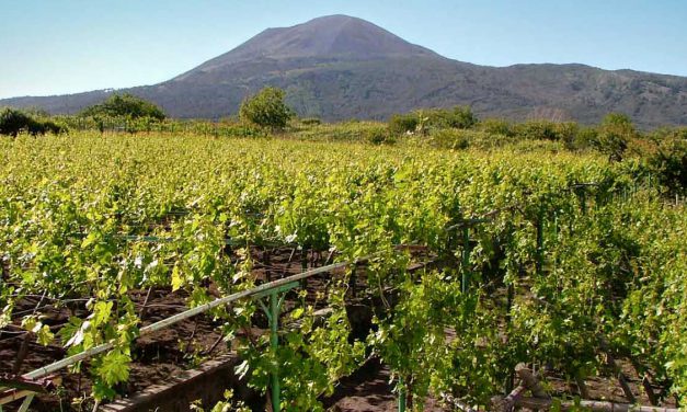 I Vini Campani, il Fiano, l’Aglianico