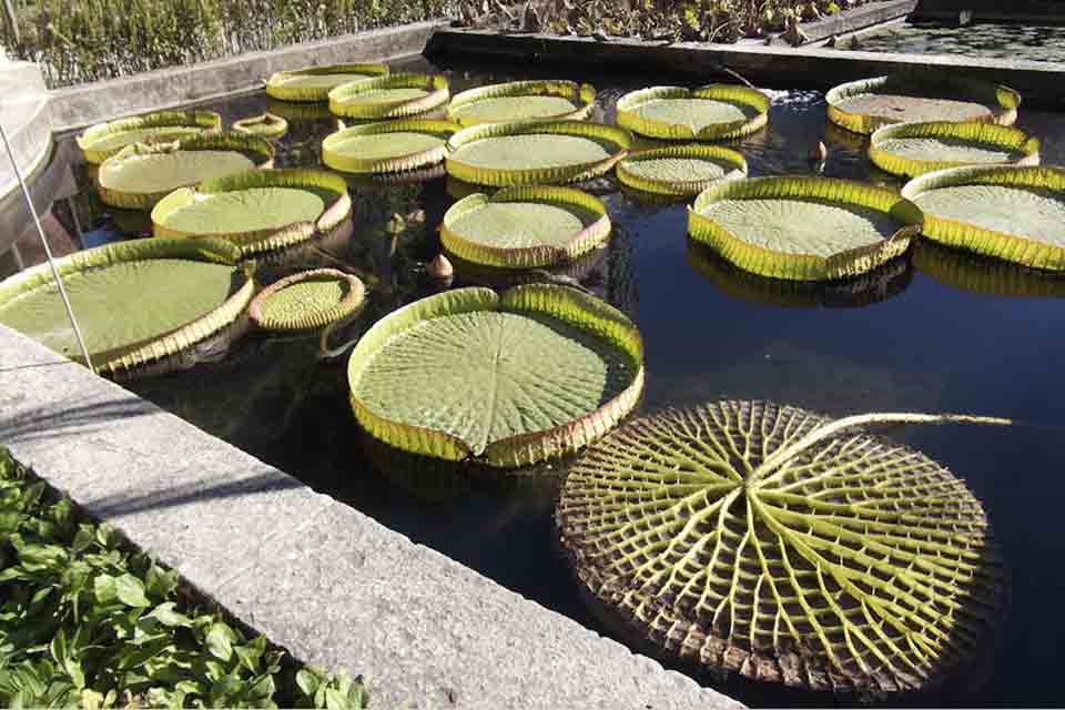 Orto Botanico, Reggia di Portici