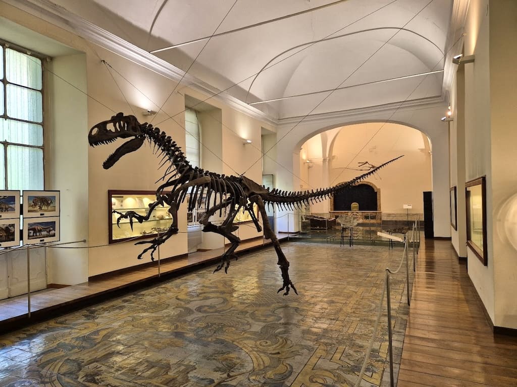 Allosaurus fragilis, un dinosauro ribattezzato Gennaro
