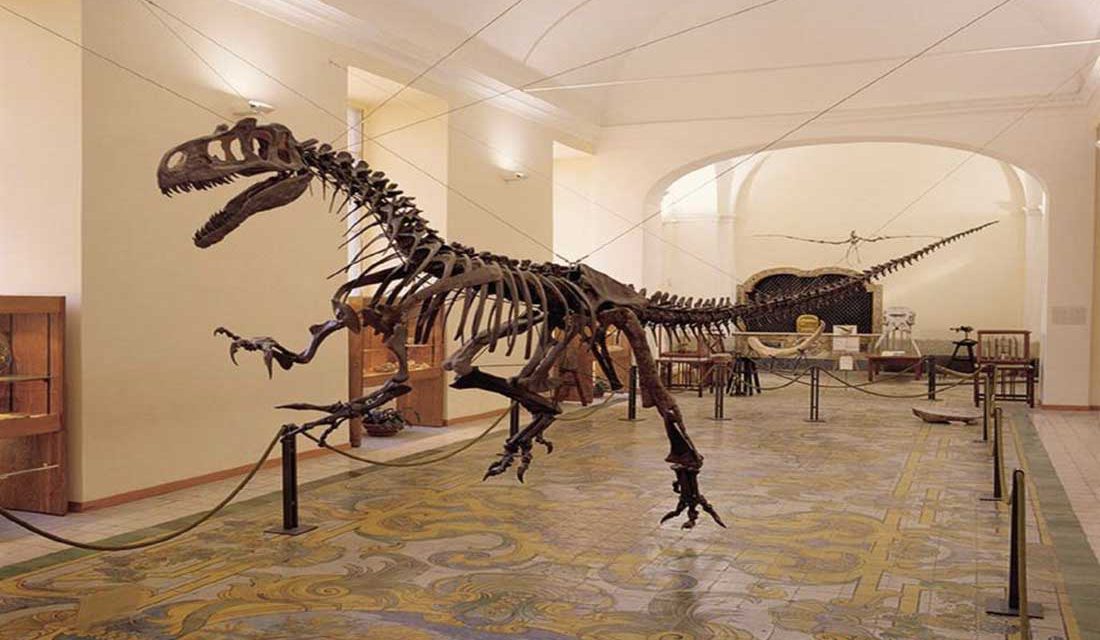 Museo di Paleontologia di Napoli