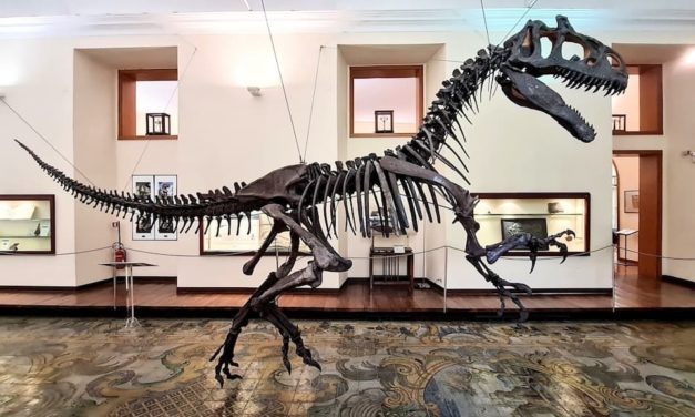 Museo di Paleontologia di Napoli