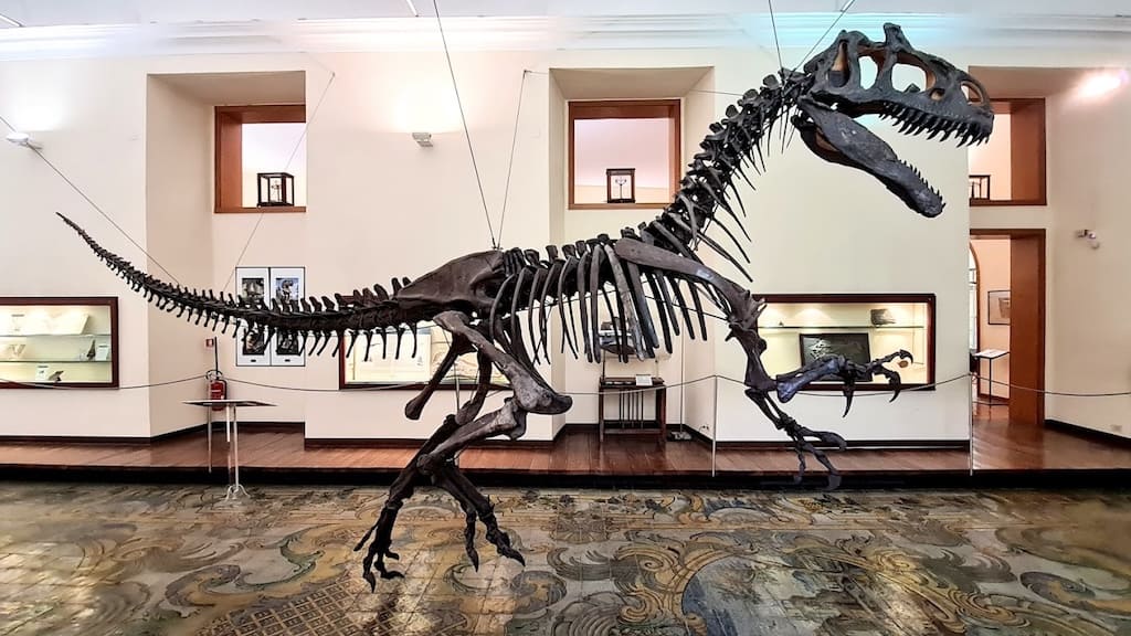 Museo di Paleontologia di Napoli