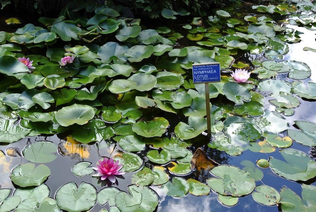 Orto Botanico Napoli