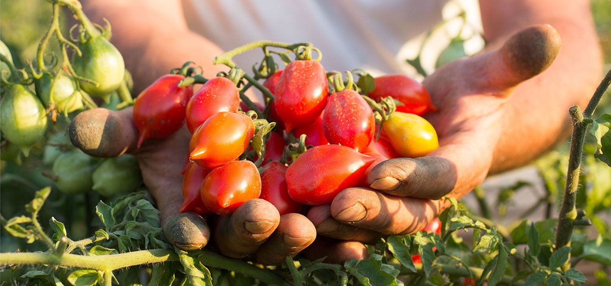 Pomodorino del Piennolo