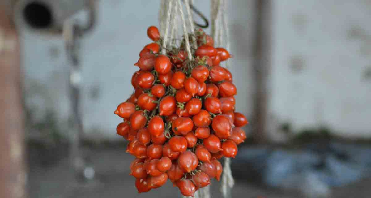 Pomodorino del Piennolo del Vesuvio