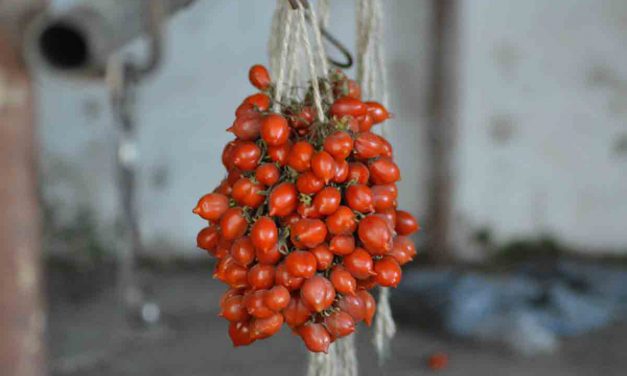 Pomodorino del Piennolo del Vesuvio