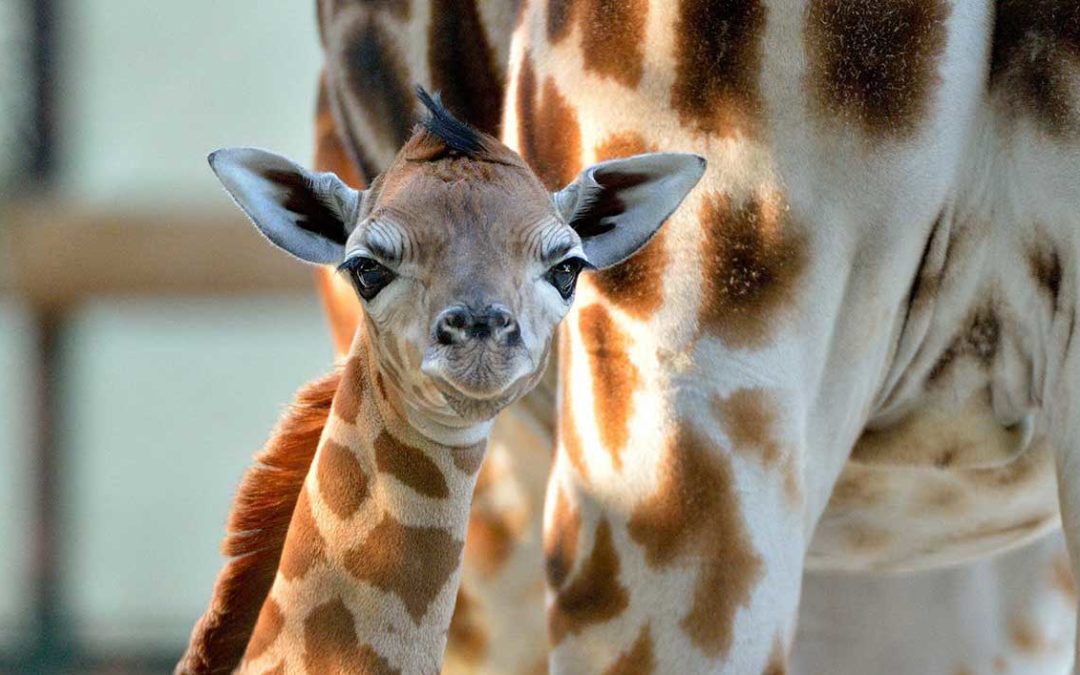 Pasqua 2018 allo zoo di Napoli con visita e caccia alle uova di struzzo