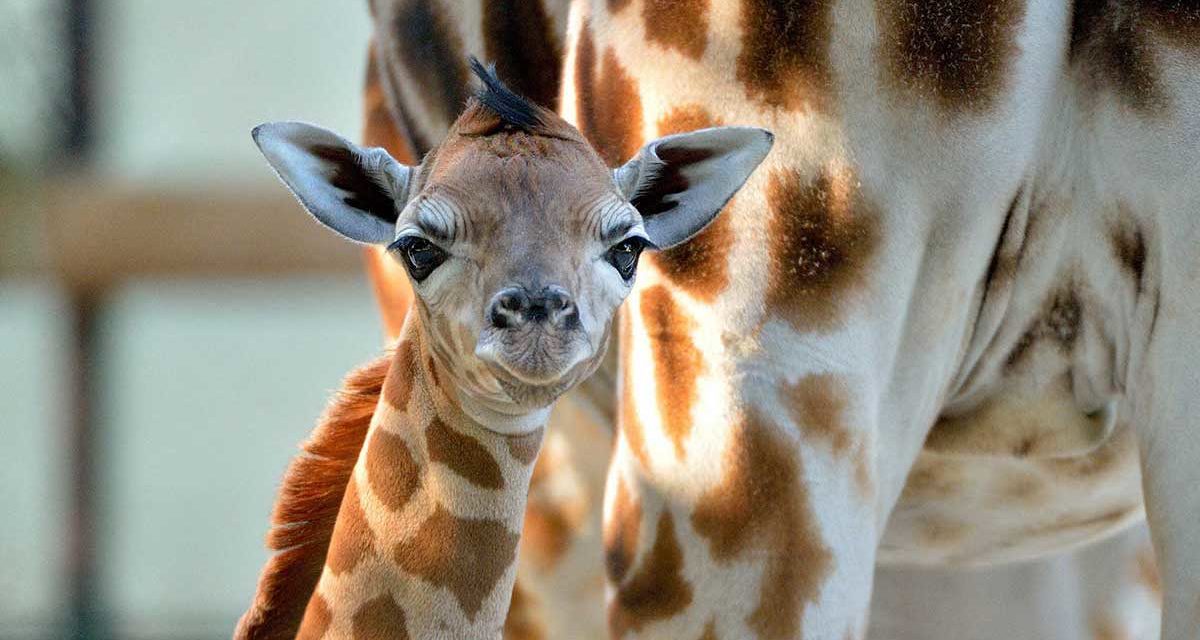 Pasqua 2018 allo zoo di Napoli con visita e caccia alle uova di struzzo