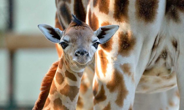 Pasqua 2018 allo zoo di Napoli con visita e caccia alle uova di struzzo