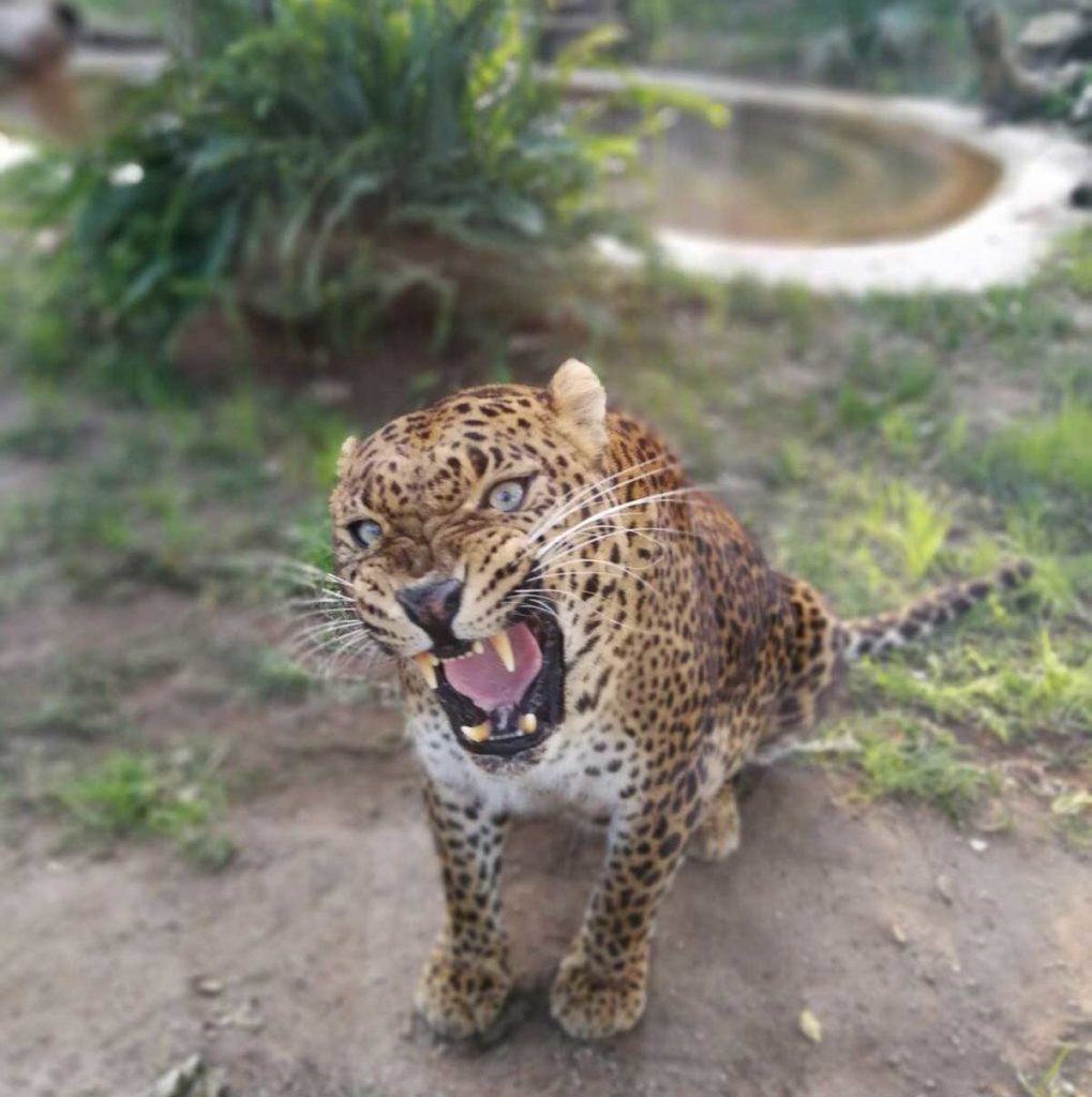 Pasqua allo Zoo di Napoli Leopardo Shankiri