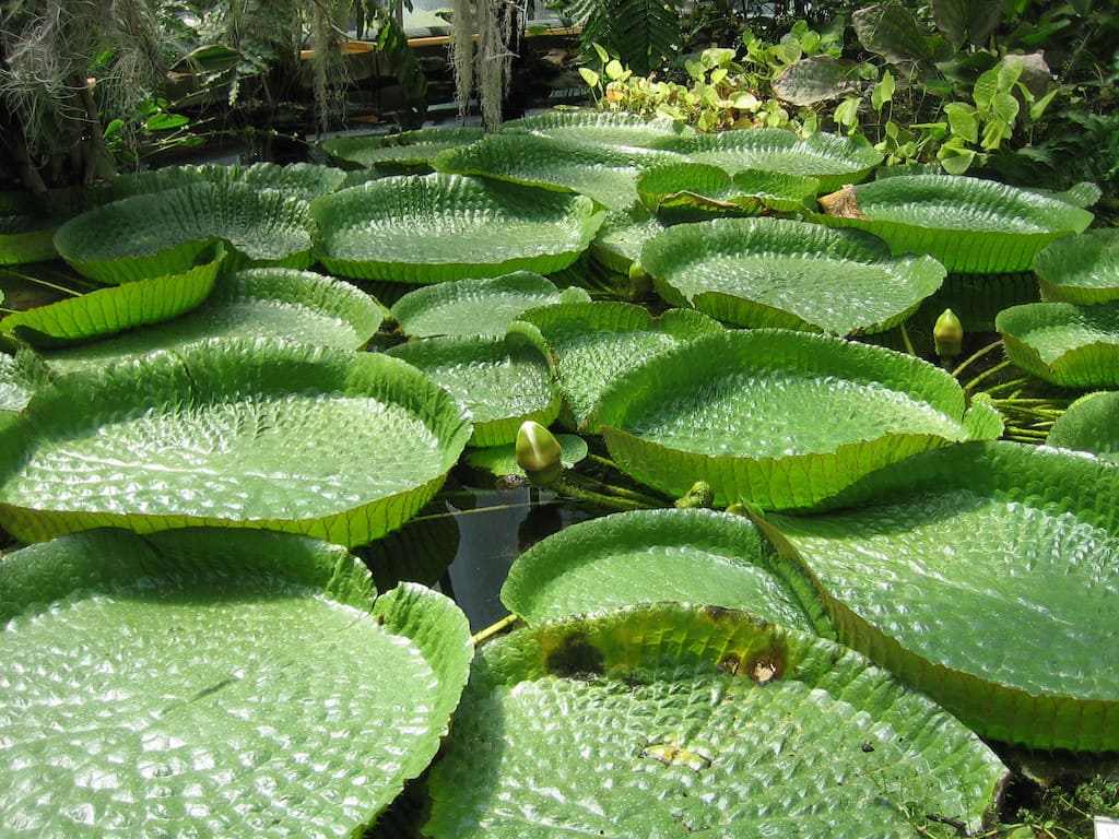 Orto Botanico Napoli