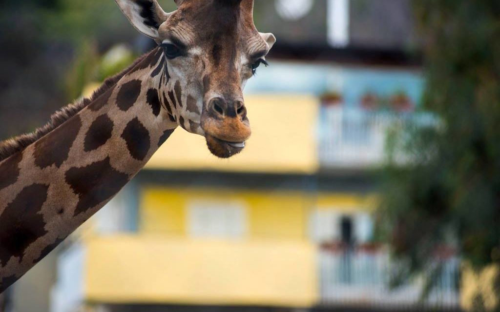 Lo zoo di Napoli: un bioparco nel centro della città