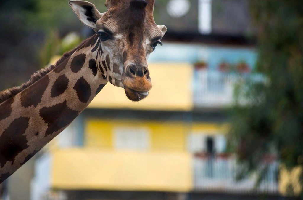Lo zoo di Napoli: un bioparco nel centro della città