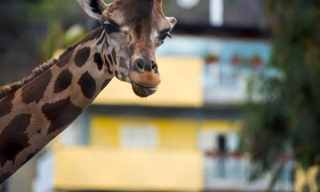 Lo zoo di Napoli: un bioparco nel centro della città