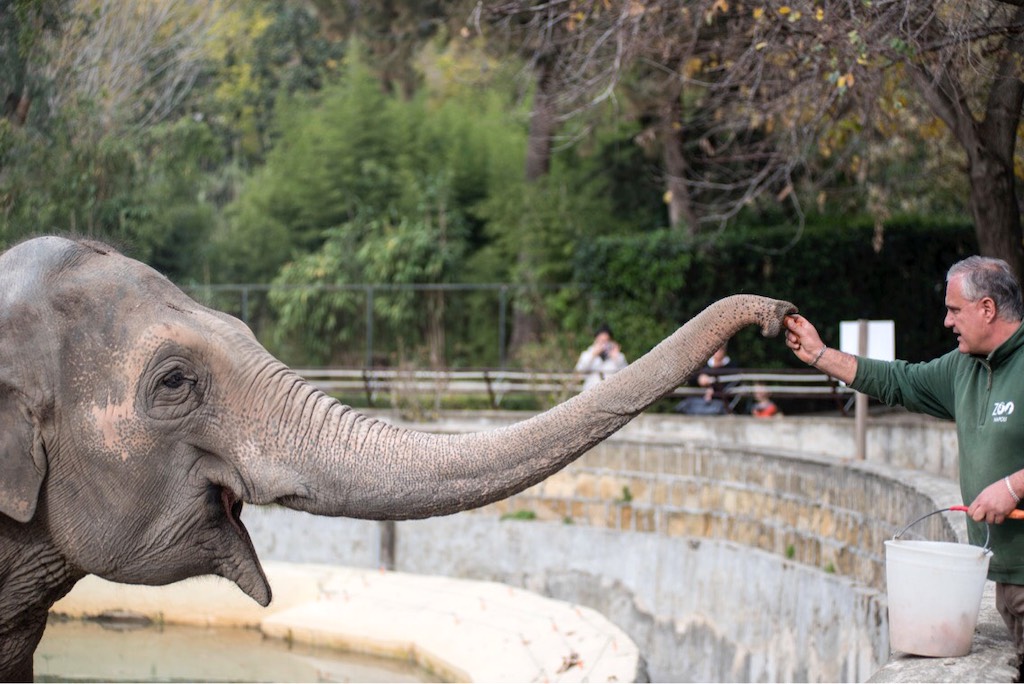 Zoo di Napoli, Elefante