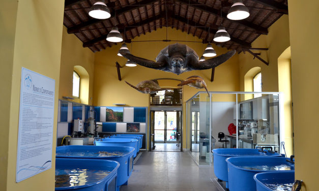 Centro Ricerche Tartarughe Marine di Portici