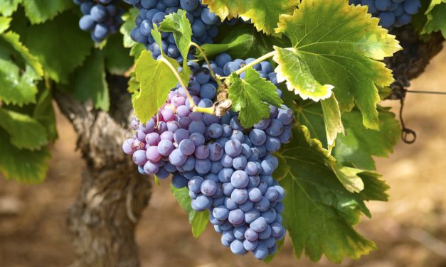 Cantine aperte 2019: in Campania si rinnova la festa del vino