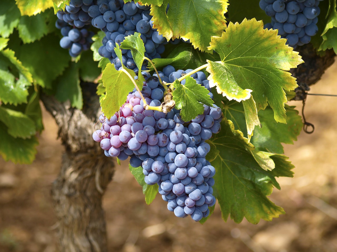 Cantine aperte Campania