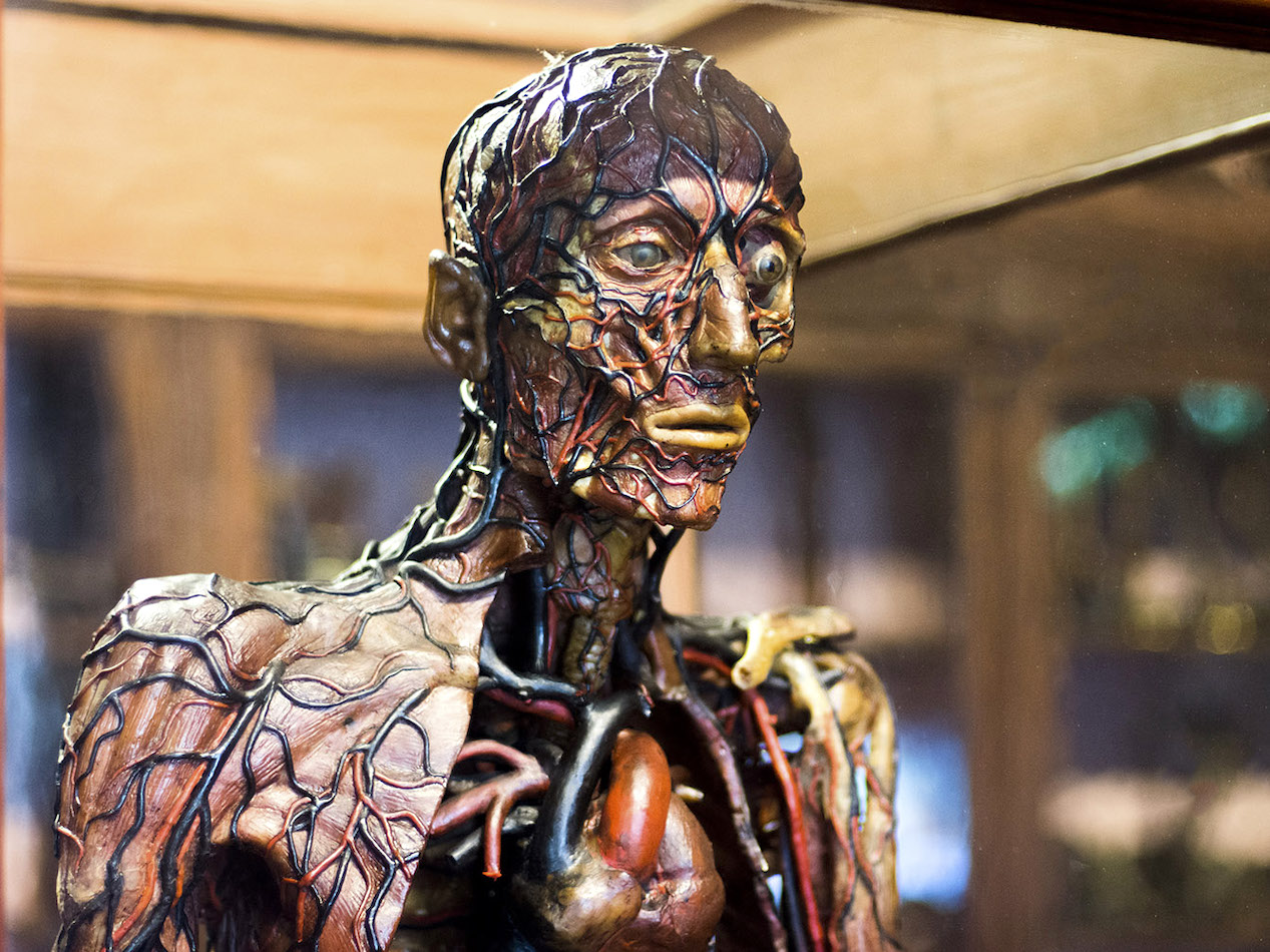 Museo di Anatomia Umana