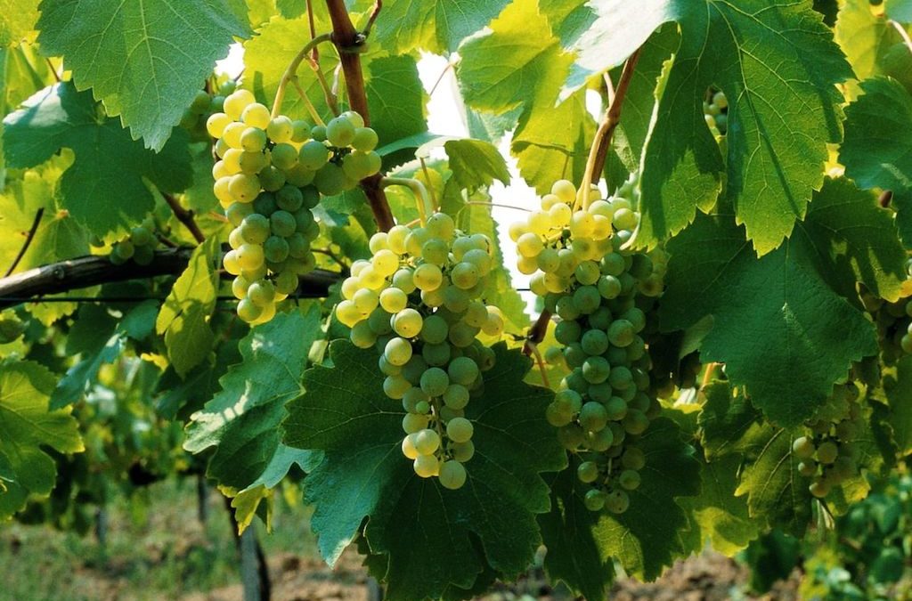 X edizione del Fiano Love Fest a Lapio in Irpinia