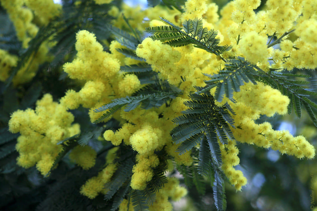 Mimosa festa della donna