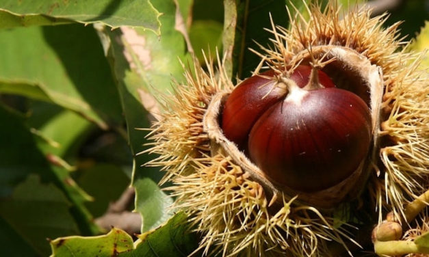 Autunno in Campania, è tempo di Castagne