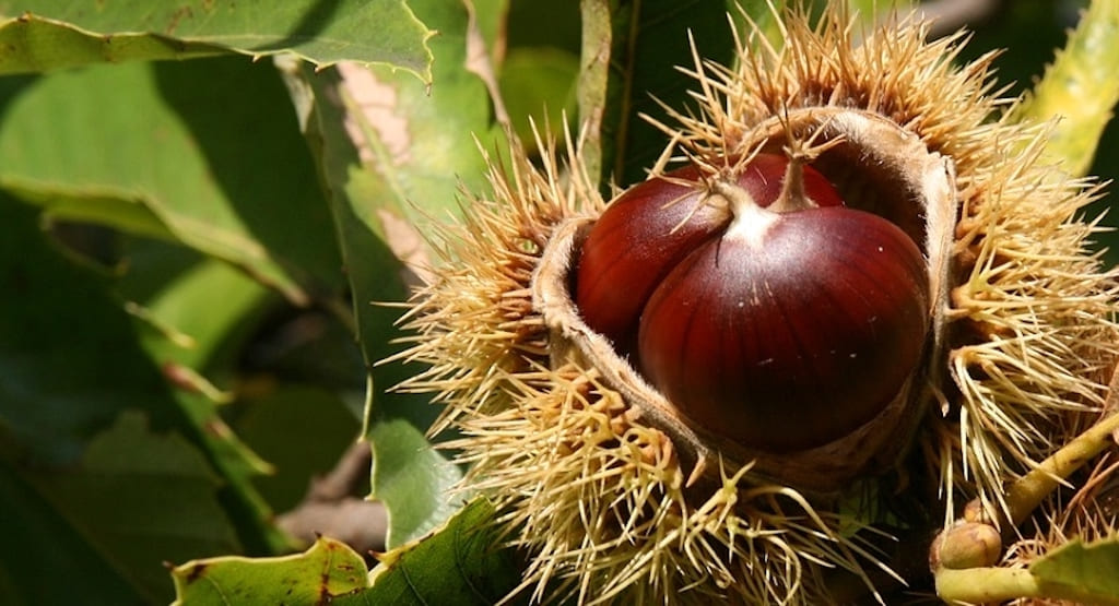 Autunno in Campania, è tempo di Castagne