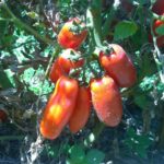 Pomodoro San Marzano, l’Oro Rosso della Campania