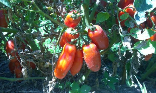 Pomodoro San Marzano, l’Oro Rosso della Campania