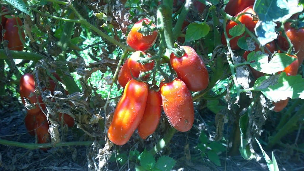 El tomate San Marzano es el oro rojo de Campania.