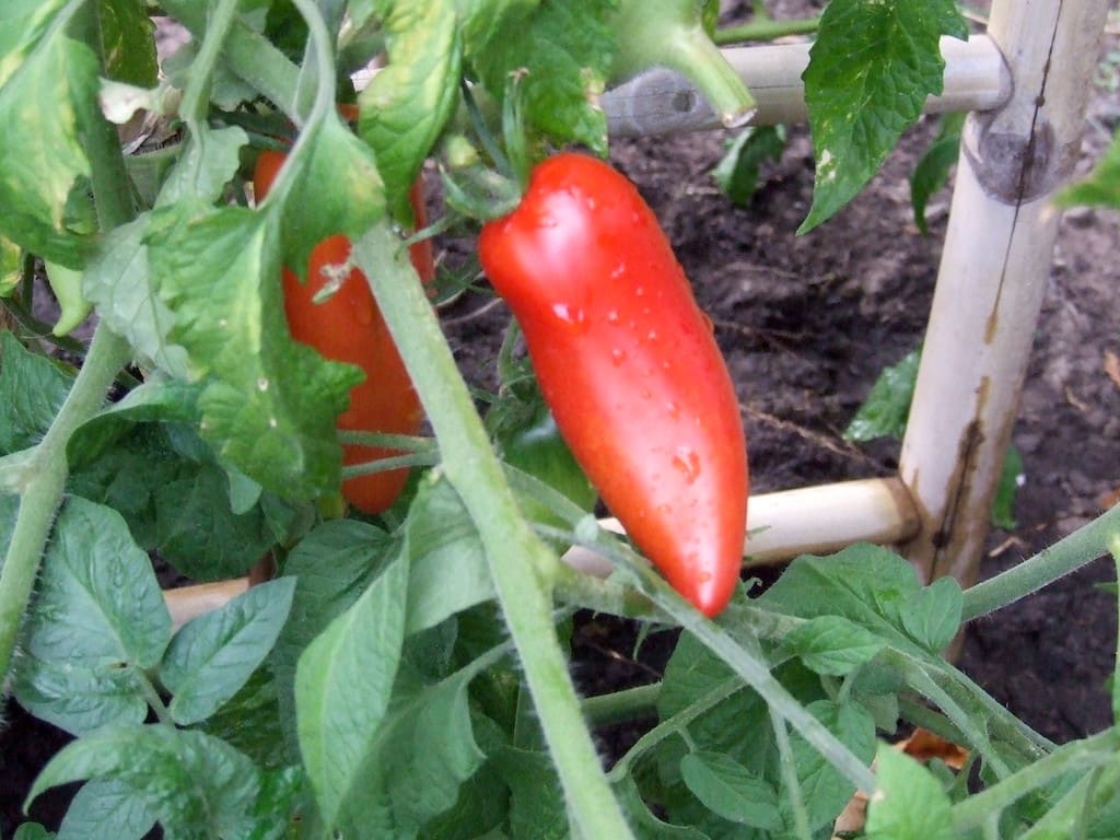 Pomodoro San Marzano, Campania