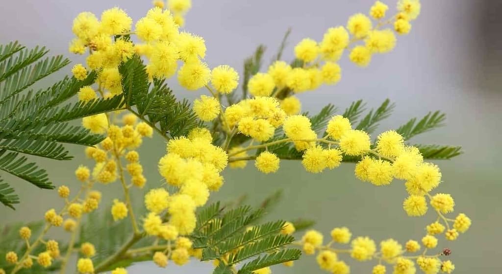 Mimosa simbolo della festa della donna