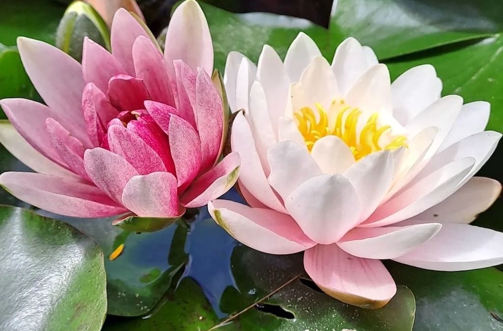 Torna Brividi d’estate al Real Orto Botanico di Napoli
