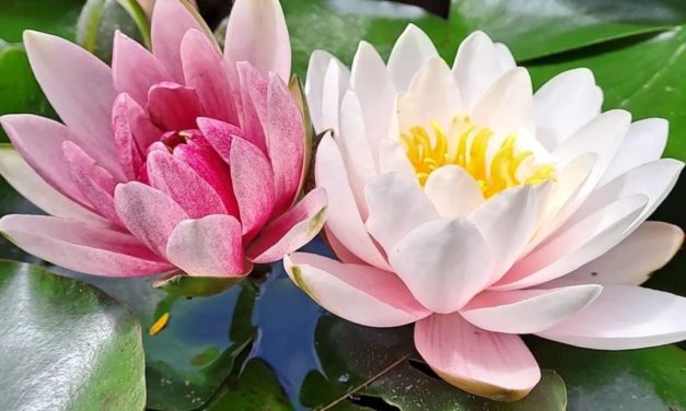 Torna Brividi d’estate al Real Orto Botanico di Napoli