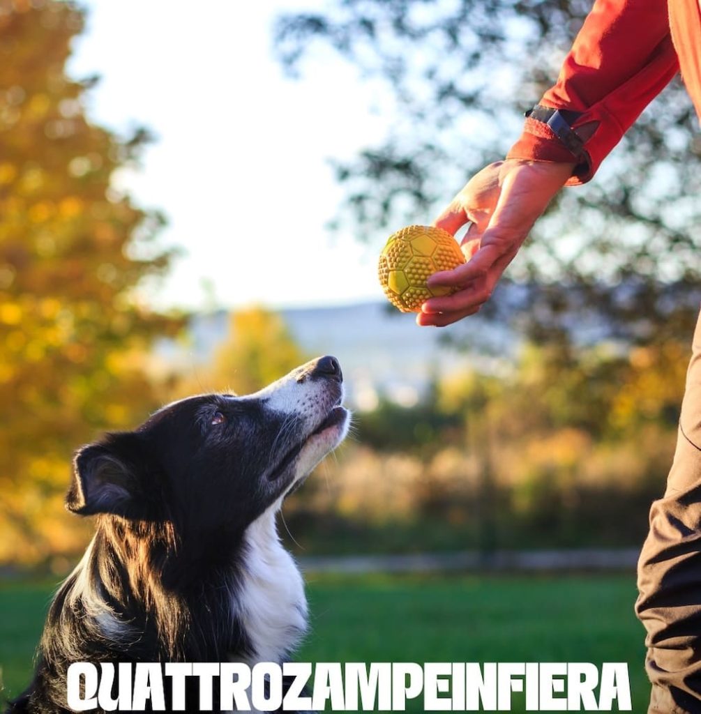 Quattrozampeinfiera Napoli.