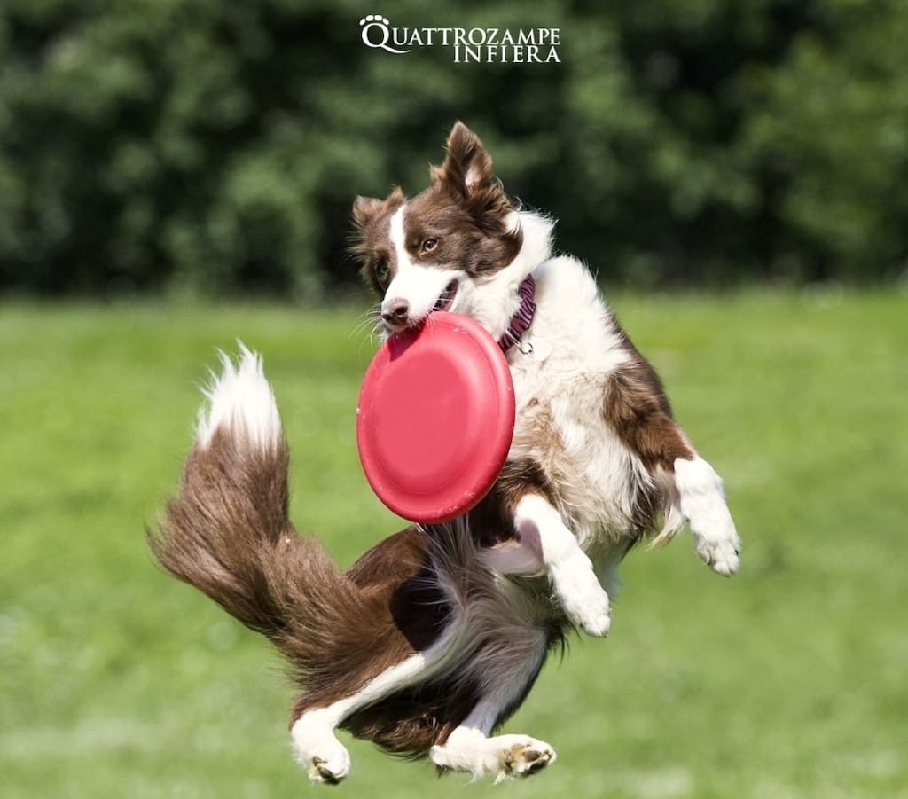Quattrozampeinfiera, evento pet-friendly alla Mostra d’Oltremare di Napoli.